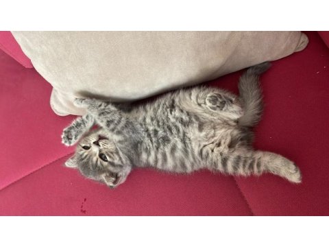 British shorthair 3 aylık dişi yavru