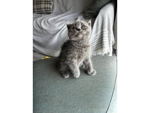 Sağlıklı şeker gibi scottish fold kardeşler