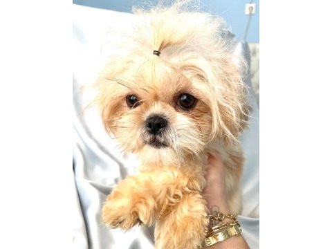 Tuvalet eğitimli shih-tzu (şitzu)