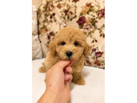 Kıvır kıvır kg garantili maltipoo yavrumuz