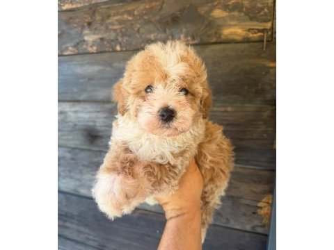 Çift renk özel kore maltipoo yavrular 