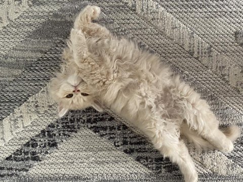 Sarı şeker bal surat chinchilla oğlan