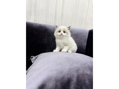 Ragdoll yavru kedilerimiz