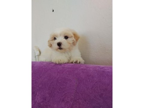 Maltipoo küçük kızım