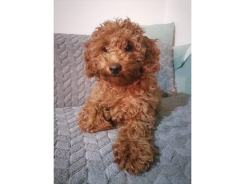 4 aylık minyatür poodle yavruları
