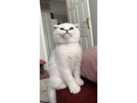 Scottish fold yavrularımız yuva arıyor (dişi)
