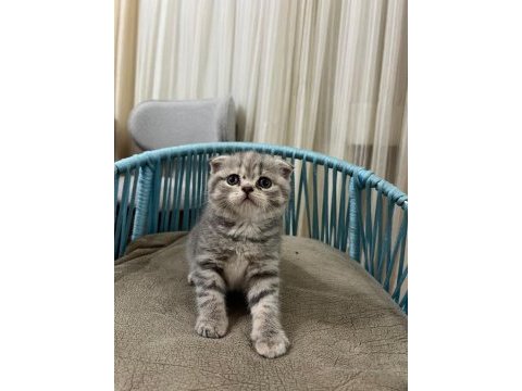 A kalite scottish fold istanbul