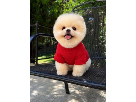 Orjinal pomeranian boo