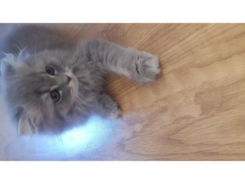 Dünya tatlısı scottish fold yavrular sahiplerini bekliyor