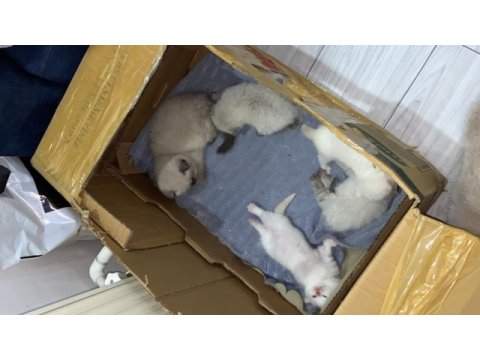 35 günlük rezerveye açık yavru kediler