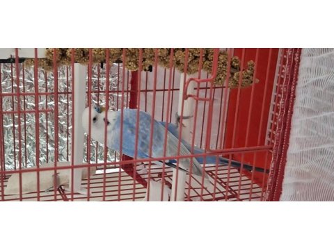 Muhabbet kuşu erkek 1 yaşında