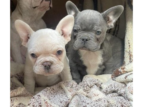 Minik french bulldog canavarlar yeni ailesini arıyor