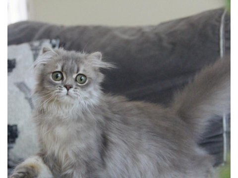 En sevilen renk safkan scottısh kardeşler