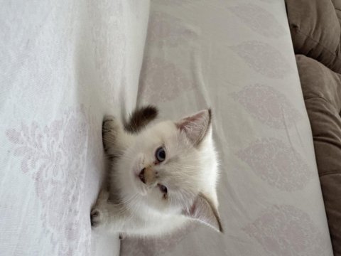 Yeni yuvalarına hazır british shorthair yavrular