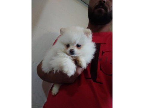 Pomeranian boo yavrular antalya