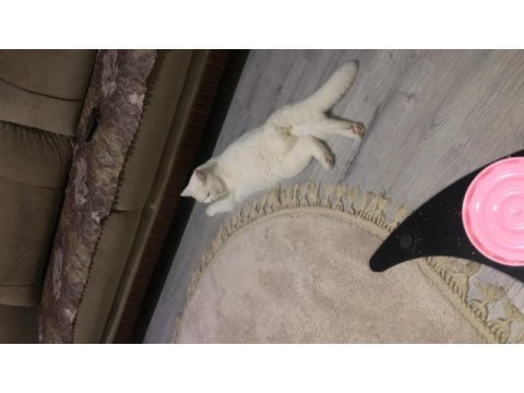 British shorthair beyaz 18 aylık