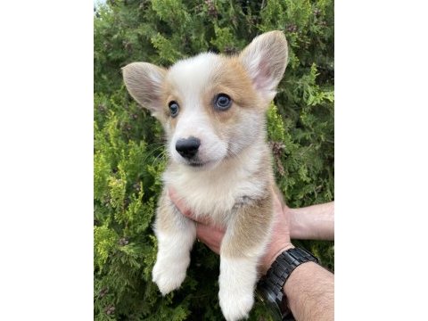 Türkiyede tek corgi bebekler