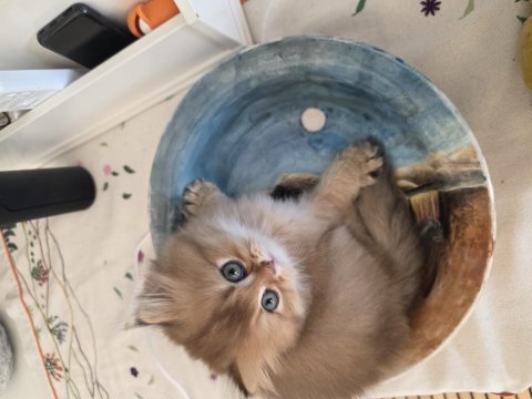 Kedimiz sarışın mı kızıl mı