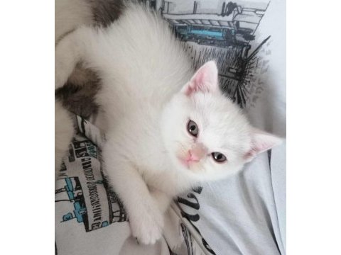 Yeni yuvasına hazır british shorthair