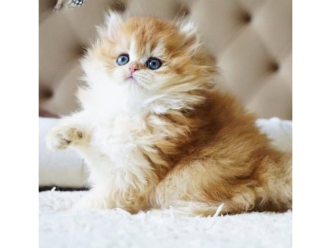 Kedimiz için açıklamayı okumadan aramayın lütfen