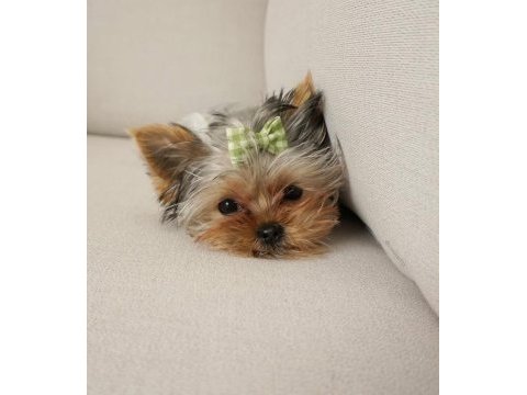 Teacup en minik boy yorkshire terrier