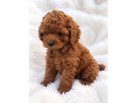 Kore toy poodle elden teslim