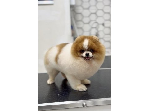 Gökçe pomeranian boo
