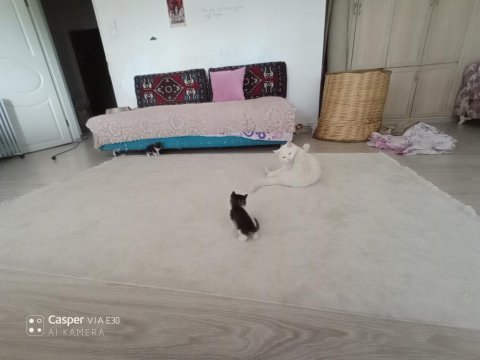 Baba british anne ankara kedisi