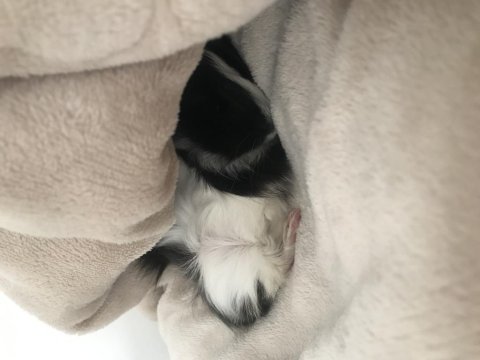 Ginepig paşa için yeni yuva arıyoruz