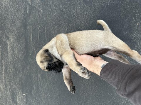 Hamburger surat gül kuyruk pug mops