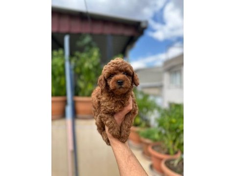 Orjinal red brown toy poodle