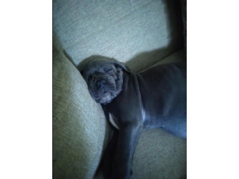 İstanbul beylikdüzünden cane corso