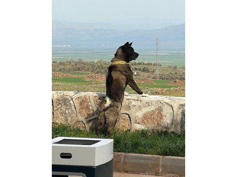 Amerikan akita