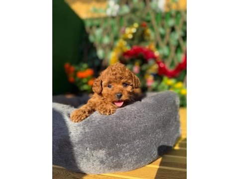 Referans yavru köpeğimiz