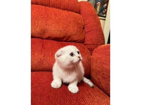 A kalite scottish fold yavrularımız