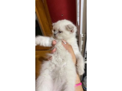 Safkan blue point erkek scottish fold yavrularımız