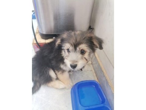 Terrier oyun köpeği