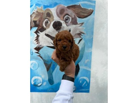 Ruhsatlı poodle evinden çok sayıda poodle bebek