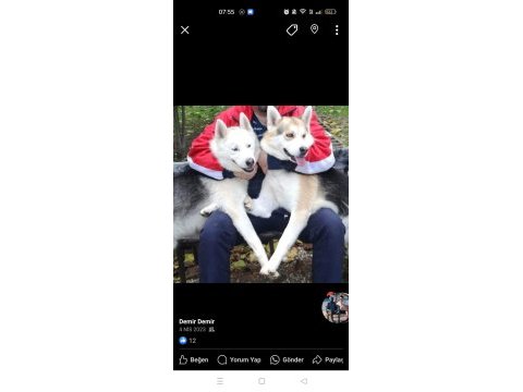 Sibirya kurdu husky yavrularımız