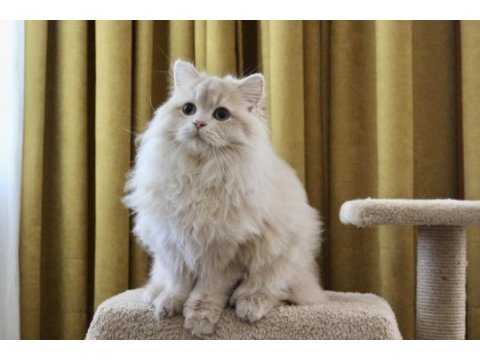 Krem rengi paşa british longhair