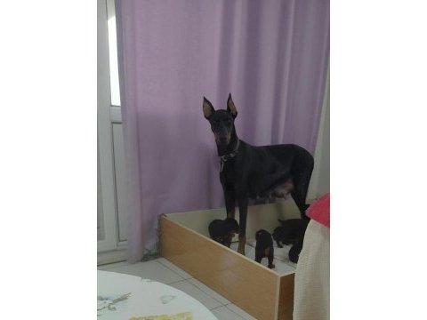Orjinal doberman yavrular sınırlı sayıda