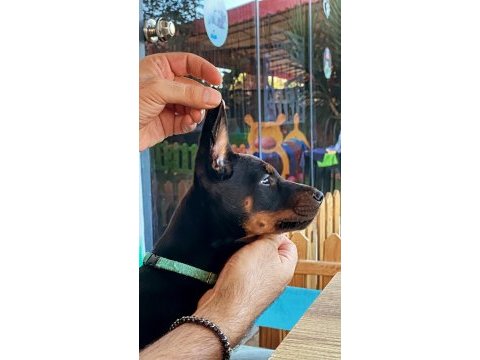 Doberman kızım