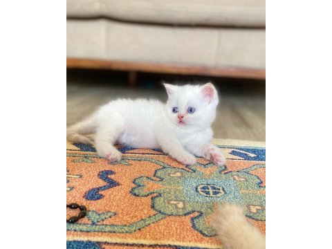 A kalite british shorthair red point