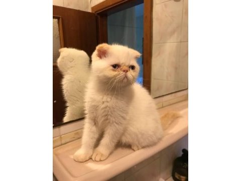Scottish straight longhair erkek ve scottish fold shorthair