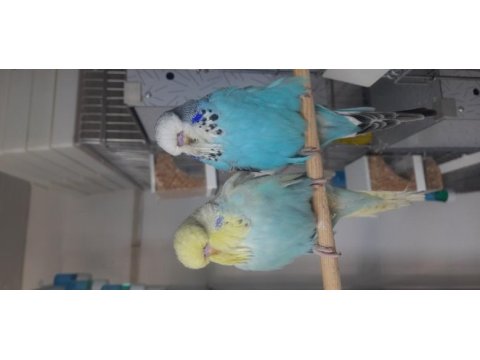 Show jumbo üst kalite mükemmel muhabbet kuşu yavruları