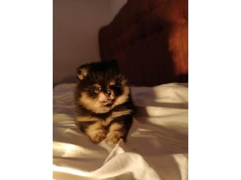 Pomeranian boo