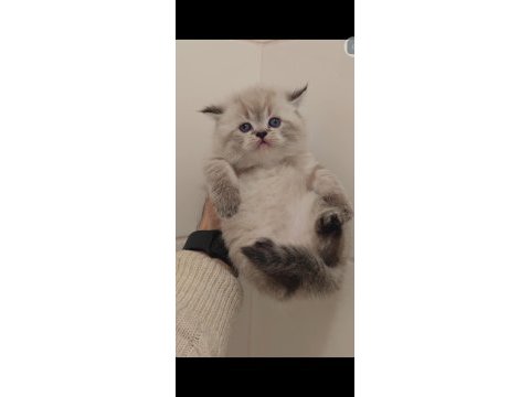 British longhair kedimiz için ulaşın