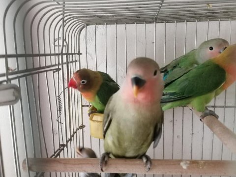 Cennet ve sevda papağanlar