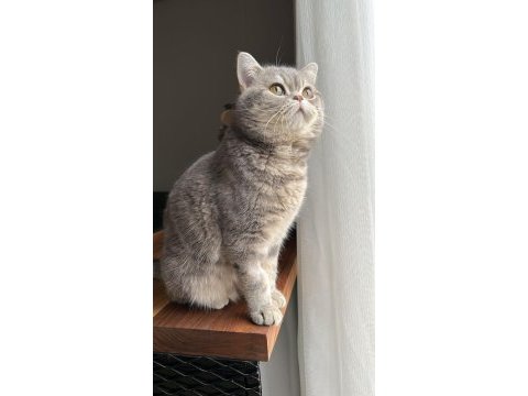 British shorthair sahiplendirilecek kediler