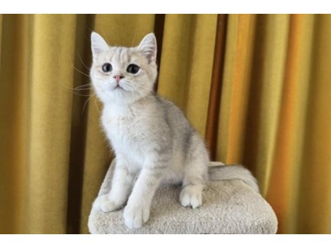 Blue golden british shorthair kedimiz fıstık